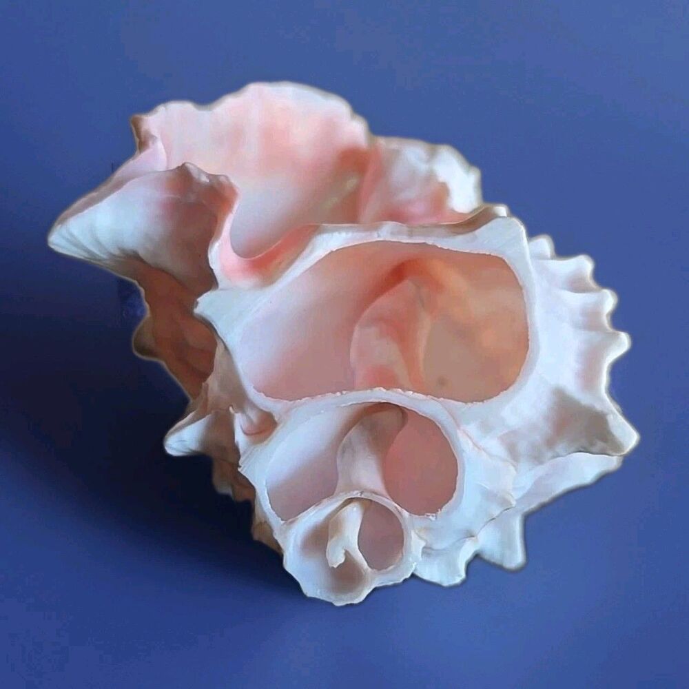 Pink Murex Ramosus Hermit Crab Sea Shell Beach Combed Small 3.5" Seashell Decor